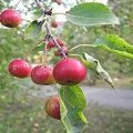 Descripción y características, características de cultivo y regiones de las variedades de manzana Un regalo para los jardineros