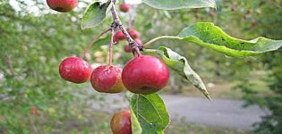 Description et caractéristiques, caractéristiques de culture et régions des variétés de pommes Un cadeau pour les jardiniers