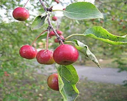 Description and characteristics, cultivation features and regions for apple varieties A gift for gardeners