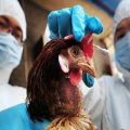 Síntomas de peste en pollos y por qué la enfermedad es peligrosa, métodos de tratamiento y prevención.