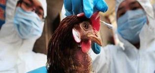 Gejala wabak pada ayam dan mengapa penyakit ini berbahaya, kaedah rawatan dan pencegahan