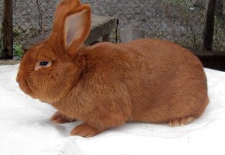 Description and characteristics of rabbits of the New Zealand breed, their history and care