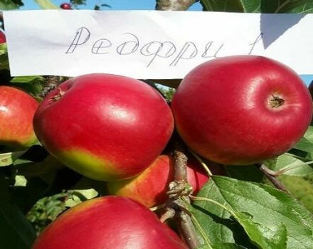 Description de la variété de pomme Red Free, avantages et inconvénients, régions favorables à la culture