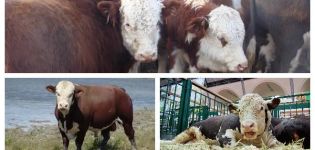 Types and colors of cows in Russia and the world, what cattle looks like, characteristics of breeds