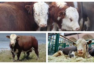 Types et couleurs de vaches en Russie et dans le monde, à quoi ressemble le bétail, caractéristiques des races