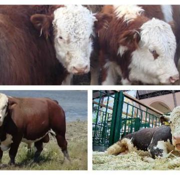 Types et couleurs de vaches en Russie et dans le monde, à quoi ressemble le bétail, caractéristiques des races