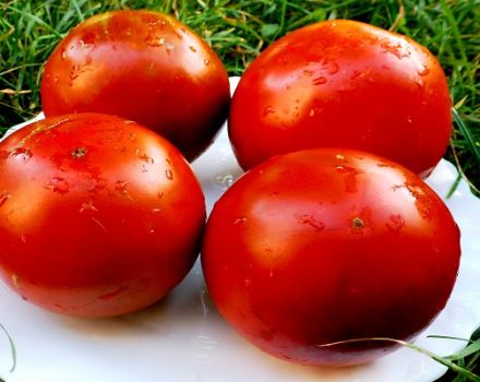 Caractéristiques et description de la variété de tomate Paul Robson