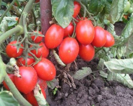 Description de la variété de tomate Hedgehog, son rendement et sa culture