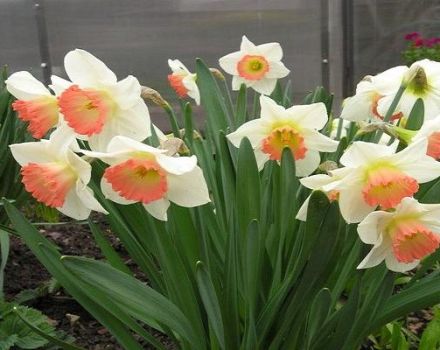 Description of the Pink Charm daffodil variety, planting dates and care rules