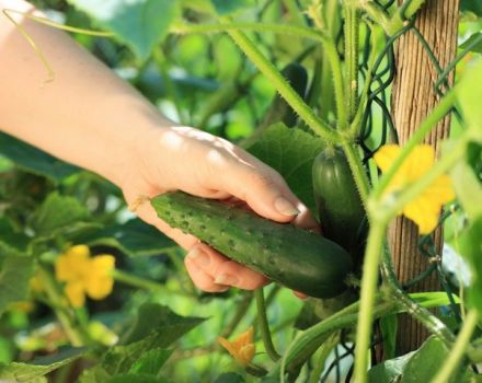 ¿Por qué los pepinos son amargos en el invernadero y en el jardín, y qué hacer?