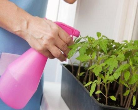 Super agent pour les plants de tomates peroxyde d'hydrogène