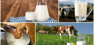 What is the normal percentage of fat in homemade cow's milk and what it depends on