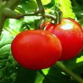 Caractéristiques et description de la variété de tomate Bouvreuil, son rendement