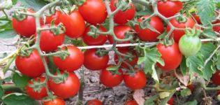 Berkembang dengan penerangan dan ciri-ciri varieti tomato Thumbelina