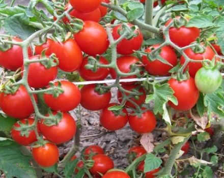 Cultiver avec une description et les caractéristiques de la variété de tomate Thumbelina