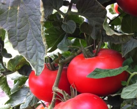 Description de la variété de tomate Barin, caractéristiques de culture et rendement