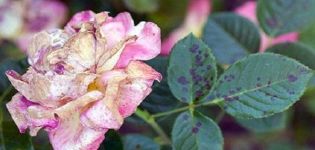 How to treat black spot on roses, effective treatments