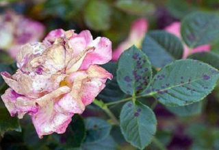 How to treat black spot on roses, effective treatments