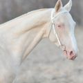 ¿En que razas se encuentran los caballos del traje Isabella y el origen del color?