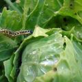 How to process cabbage from caterpillars with folk remedies