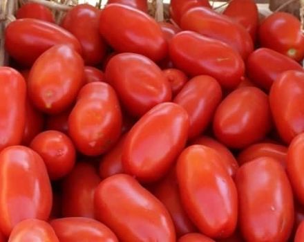 Descripción de la variedad de tomate Ulysse, características de cultivo y cuidado.