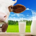 Les avantages et les inconvénients du vrai lait de vache, la teneur en calories et la composition chimique