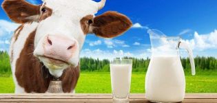 The benefits and harms of real cow's milk, calorie content and chemical composition