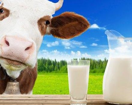 The benefits and harms of real cow's milk, calorie content and chemical composition