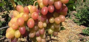 Descripción y características de la variedad de uva Tason, características de plantación y cultivo