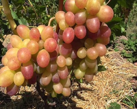 Description and characteristics of the Tason grape variety, planting and cultivation features