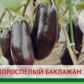 Description of the Epic eggplant variety, features of cultivation and care