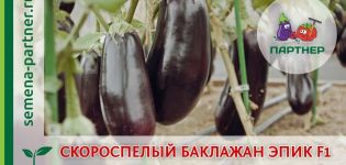 Description of the Epic eggplant variety, features of cultivation and care