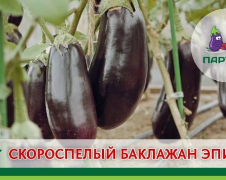 Description of the Epic eggplant variety, features of cultivation and care