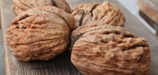 Cara menanam walnut di rantau Moscow, jenis, penanaman dan penjagaan terbaik