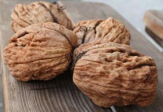 Cara menanam walnut di rantau Moscow, jenis, penanaman dan penjagaan terbaik