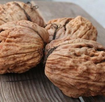 Cómo cultivar nueces en la región de Moscú, las mejores variedades, plantación y cuidado.