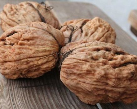 Cara menanam walnut di wilayah Moscow, jenis, penanaman dan penjagaan terbaik