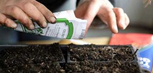 What is the shelf life of tomato seeds and how many years they remain viable