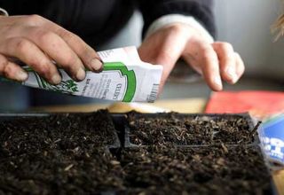 What is the shelf life of tomato seeds and how many years they remain viable