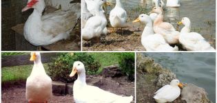 Types et poids des Indo-Ducks, description et caractéristiques de la race blanche française