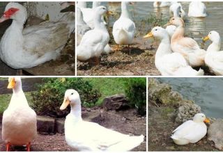 Types et poids des Indo-Ducks, description et caractéristiques de la race blanche française