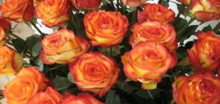 Description and subtleties of growing Circus roses