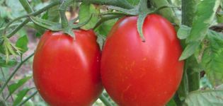 Penerangan mengenai varieti tomato Adeline dan ciri-cirinya