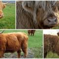 Description of the top 7 dwarf mini-cow breeds and their popularity in Russia