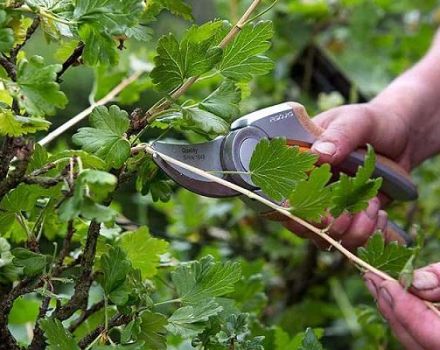 Cuándo y cómo podar adecuadamente las grosellas para una buena cosecha