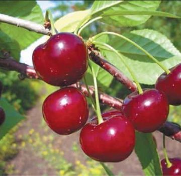 Description et caractéristiques des cerises Zvezdochka, la différence avec la variété Nord Star