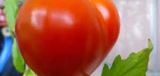 Description de la variété de tomate japonaise et de ses caractéristiques