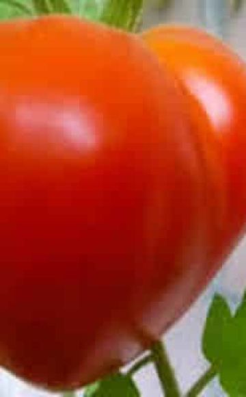 Description of the Japanese tomato variety and its characteristics