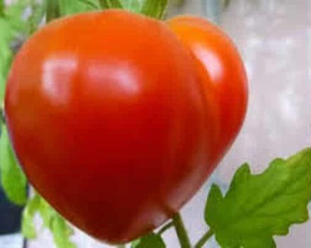 Beschrijving van de Japanse tomatensoort en zijn kenmerken