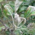 Description of diseases and pests of pear, ways to combat them and proper treatment